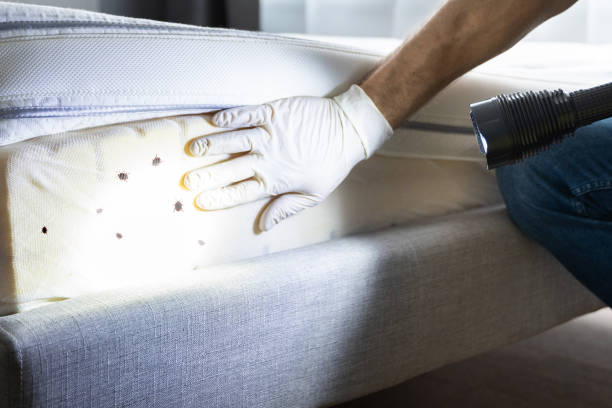Best Emergency Pest Control  in Yerington, NV