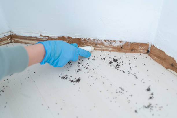 Best Best Pest Control Companies  in Yerington, NV